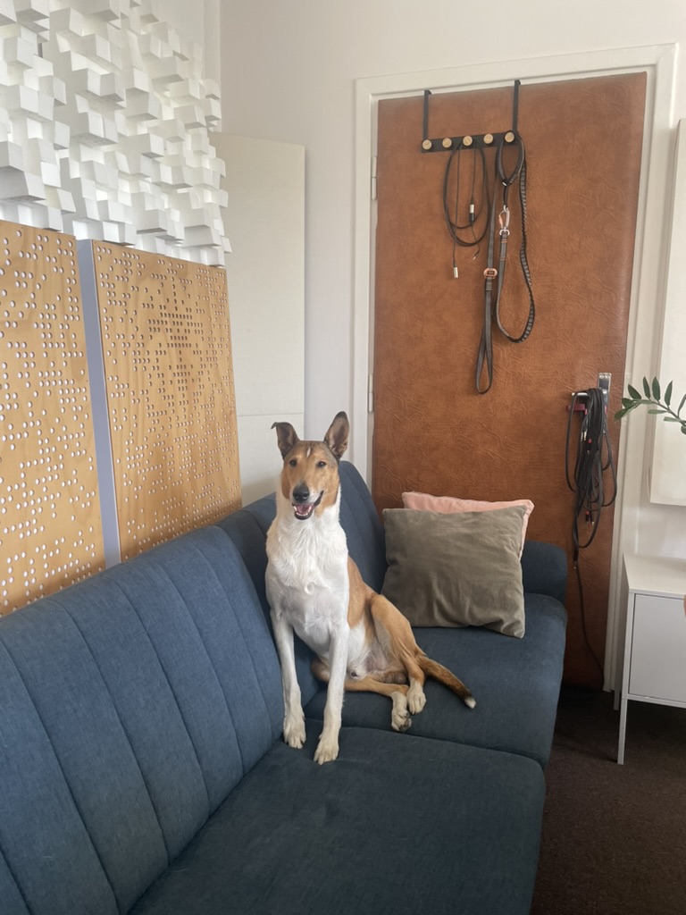 Dog sitting in a music studio